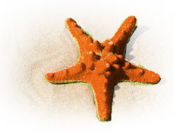 Starfish